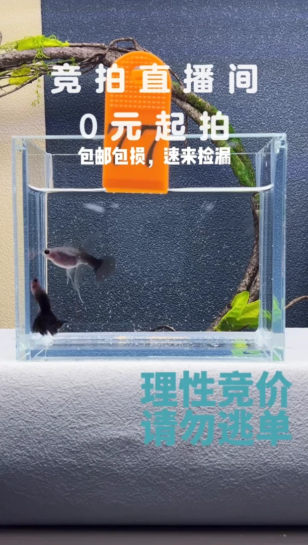 孔雀鱼蓝礼服玻璃猫C带胎种鱼一对编号77