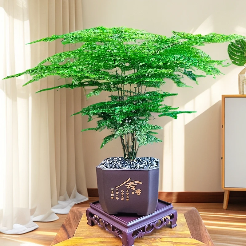 【种好发货】舍得盆 文竹盆栽四季常青书房桌面客厅好养绿植室内