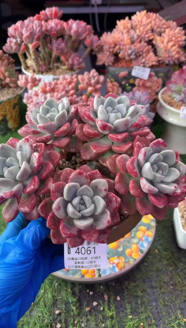 昆明印象多肉4061