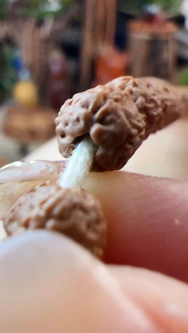 【闪购商品】金刚菩提手串原桩纯血一代龙6-7mm左右+钢刷