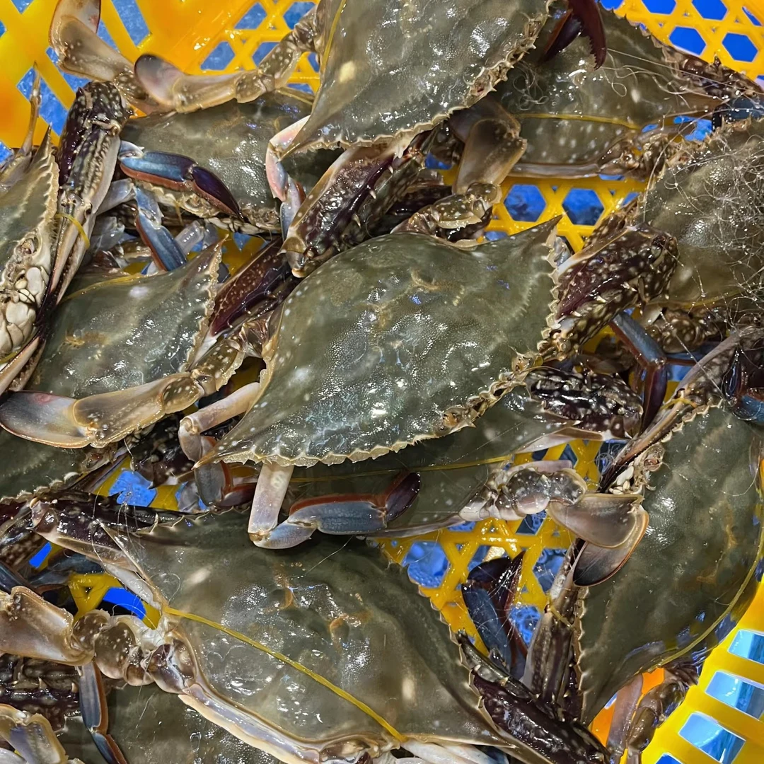 大蟹4斤5-7两泡沫箱活发同城骑手 梭子蟹同城
