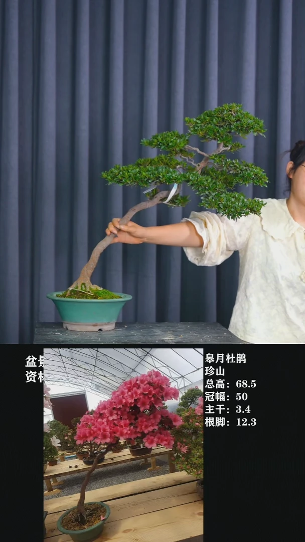 无花朵h*j珍山-STO0217