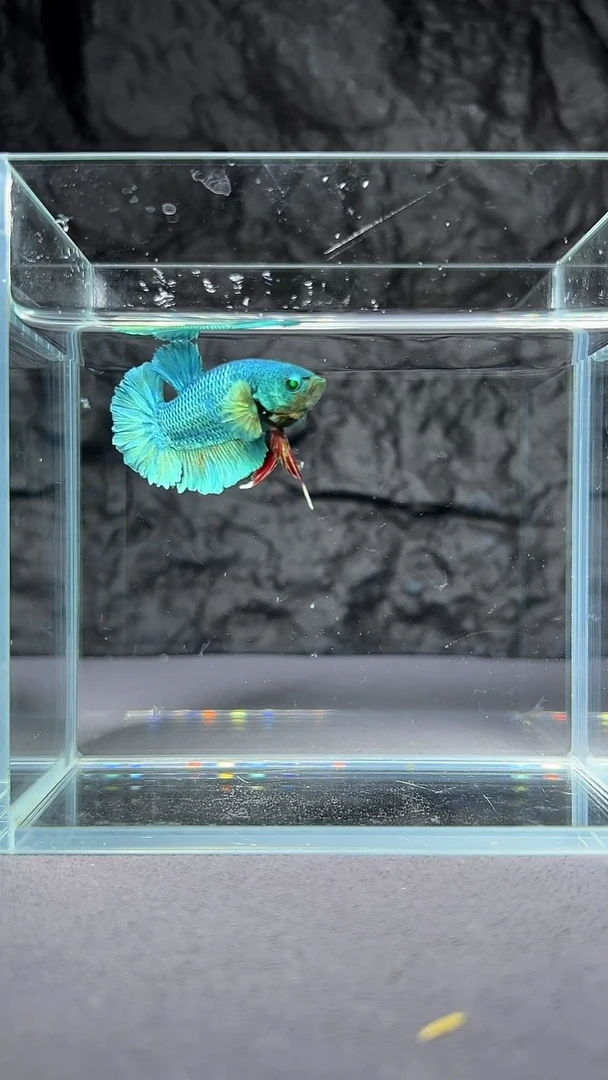 斗鱼竞拍链接S097