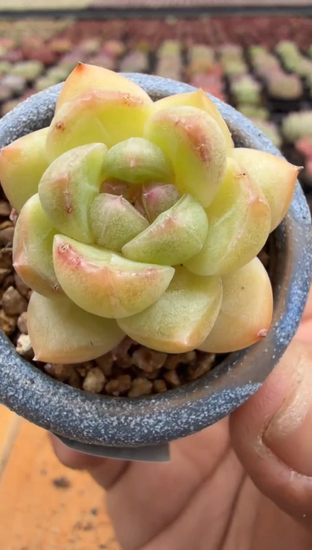 东云多肉园二店-288