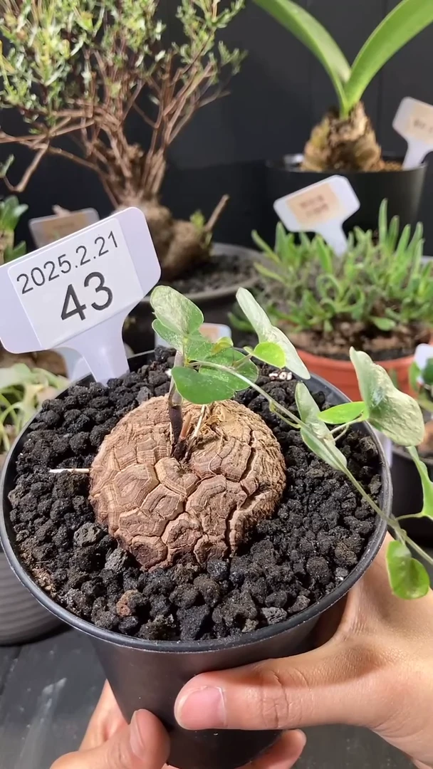 【闪购商品】南非龟甲龙220元2.21.43