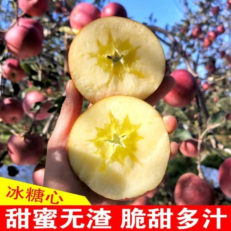 【丑苹果】云南昭通冰糖心丑苹果新鲜脆甜多汁红富士现摘现发