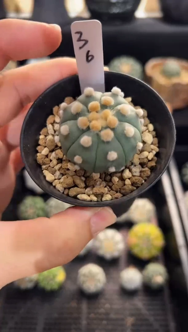 炸毛大油实生编码36