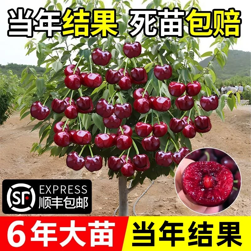大樱桃树苗樱桃树苗南方北方种植盆栽庭院果树矮化大樱桃苗樱桃树