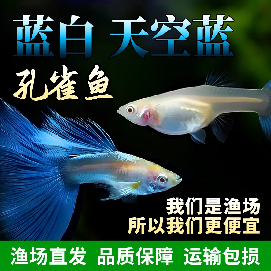 【热带】鱼精品蓝白天空蓝孔雀鱼活体活鱼高端孔雀鱼观赏鱼
