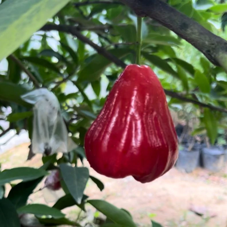 【潮汕同学农产品】四到五个一斤·黑金刚莲雾·中大果·无花果·