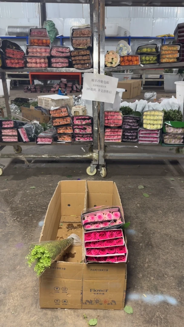 弗洛伊德20+洛神10+绿铃草+基地直发鲜花20%不售后