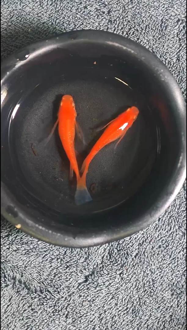 青鳉鱼观背青鳉06