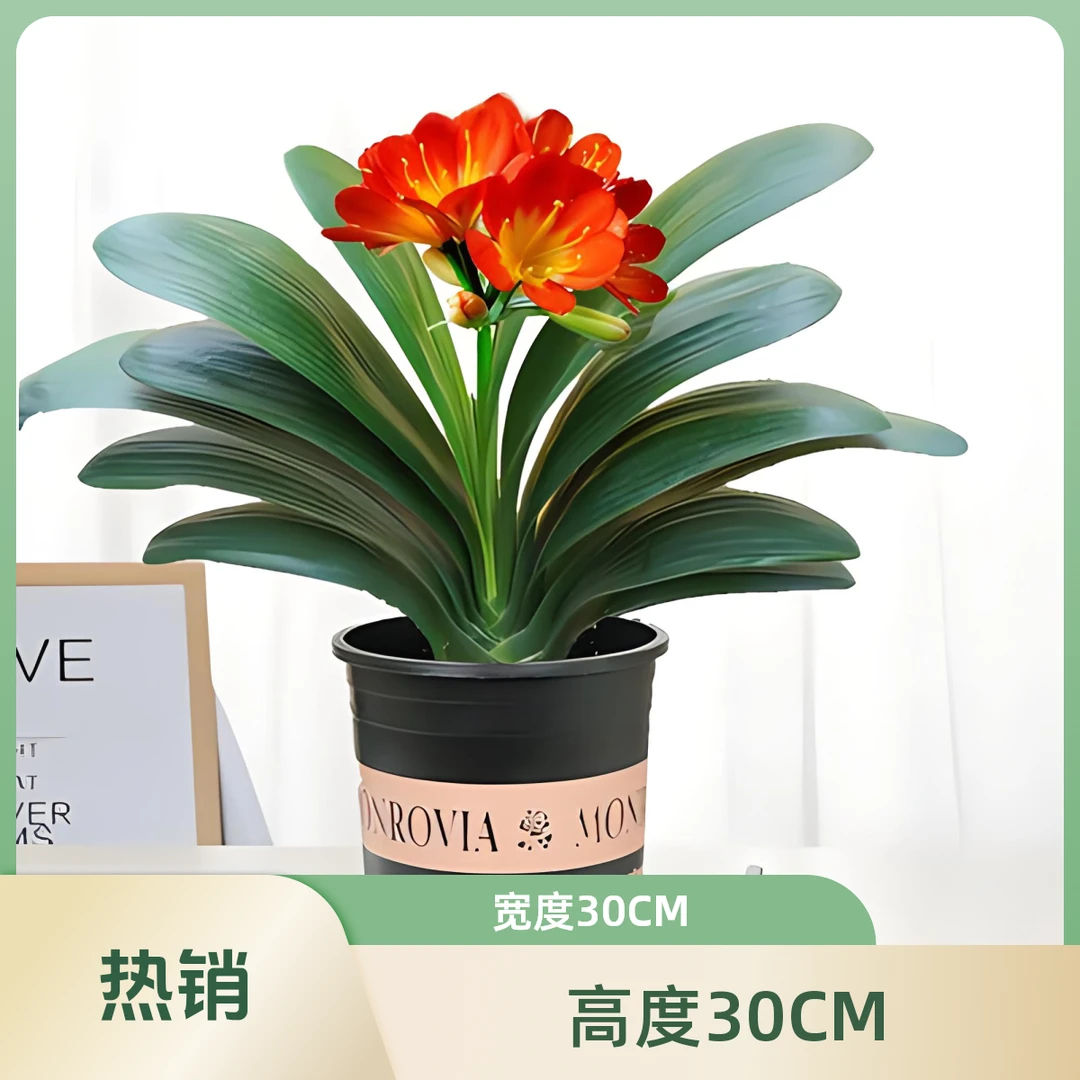 室内万年青君子兰盆栽花卉绿植观赏植物米兰家居装饰钱串子客厅