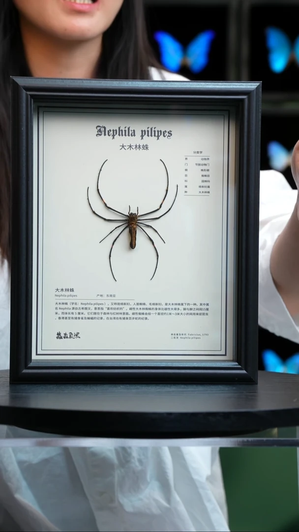 大木林蛛中文科普款10寸欧式框