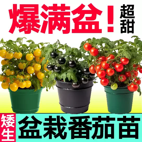 寿光四季盆栽矮生番茄苗小西红柿苗圣女果苗樱桃番茄阳台四季种植