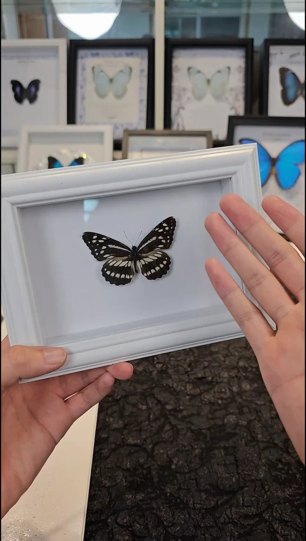 蝴蝶标本一物一拍