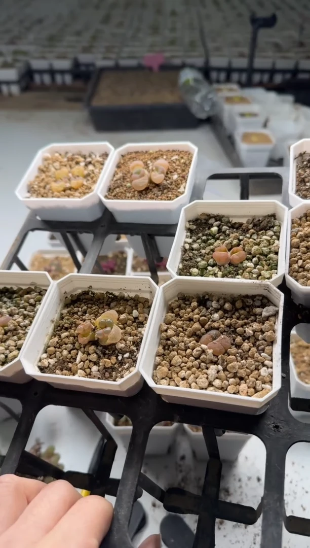 【闪购商品】5-151