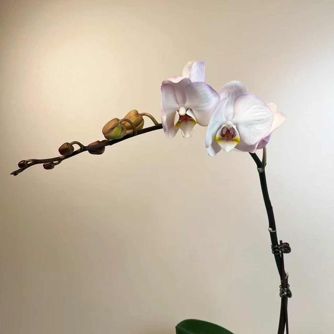 繁星里蝴蝶兰【荷塘月色3.0寸】带花带花苞开花株发货