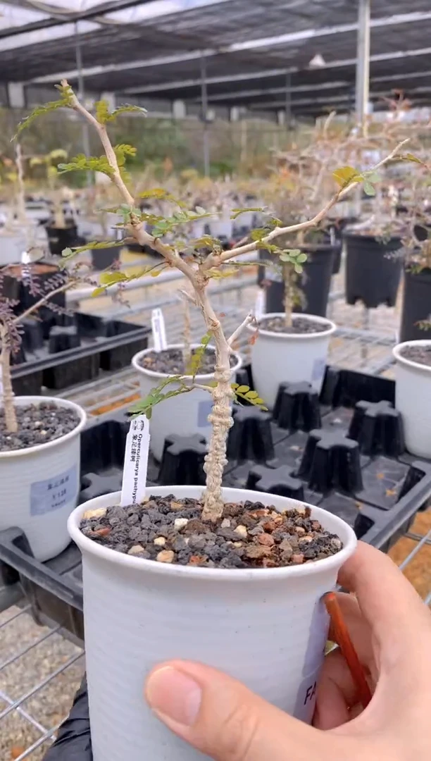 【闪购商品】象足漆树FA-3650