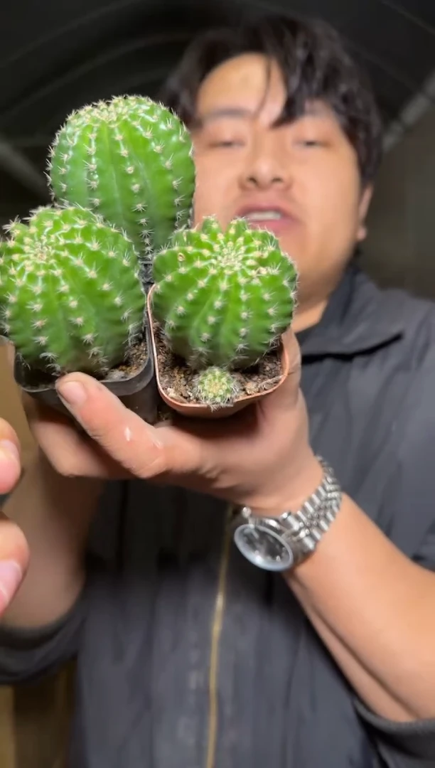 3颗【黄花】黑金刚【带根】