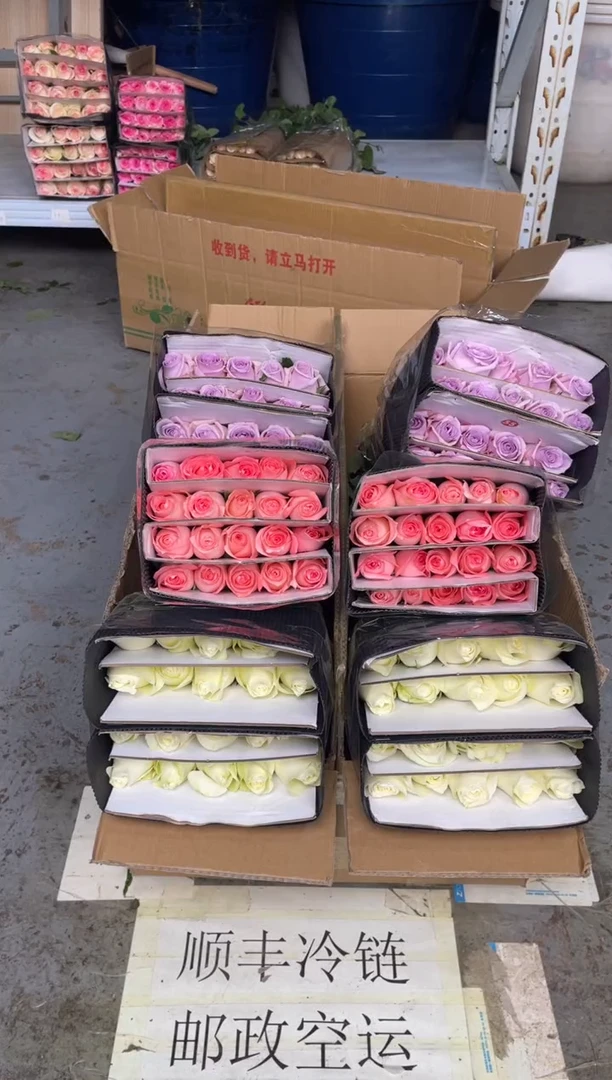 骄傲20枝+戴安娜20枝+海洋之歌20枝