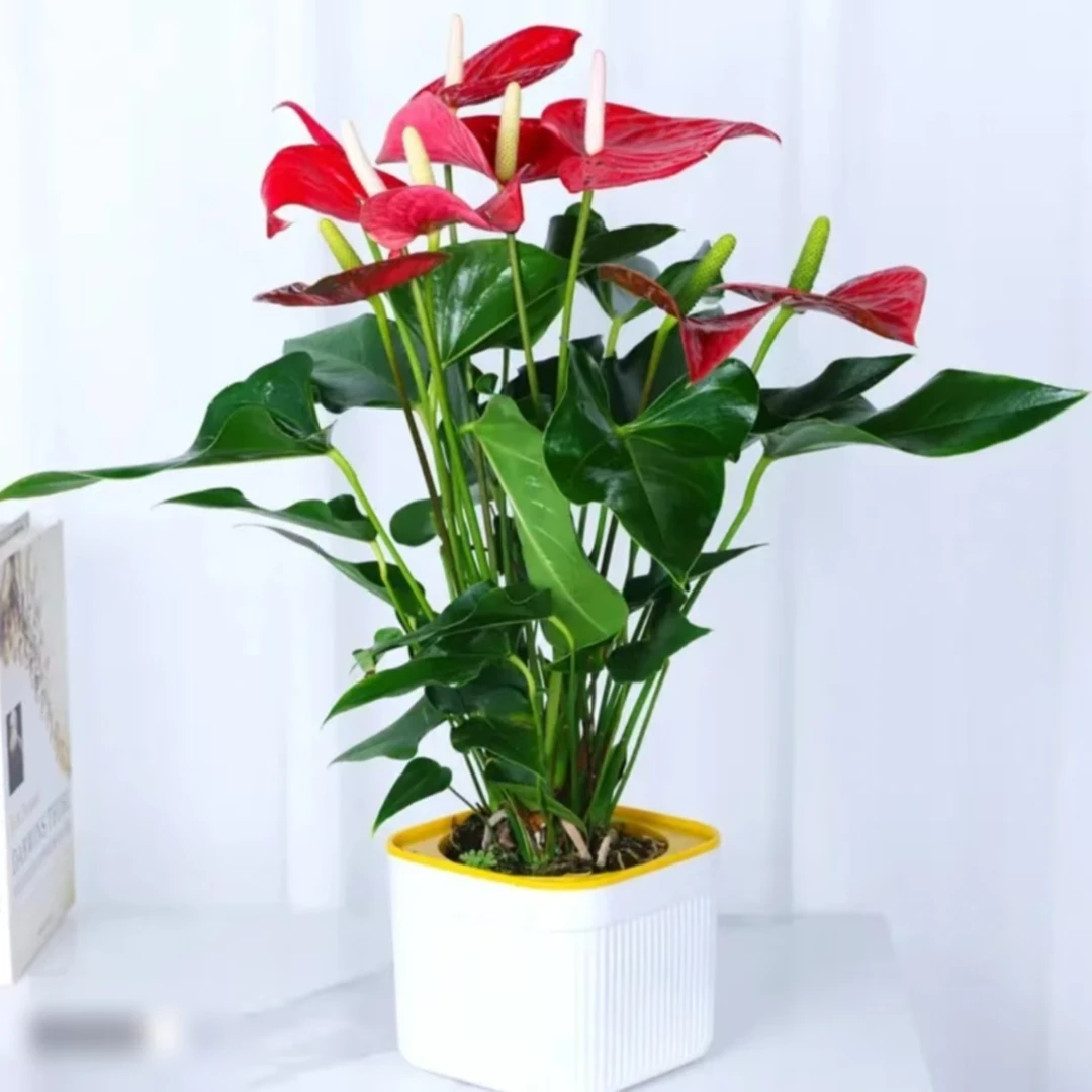 [JL]红掌盆栽室内花卉四季开花水培绿植清新空气