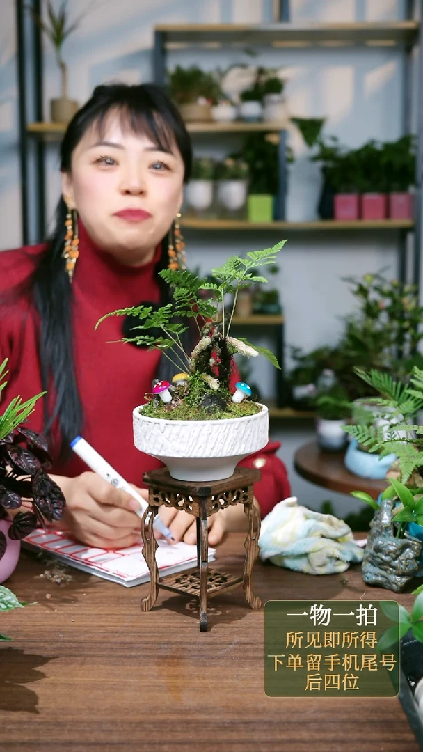 【闪购商品】50--8837狼尾蕨小兔子