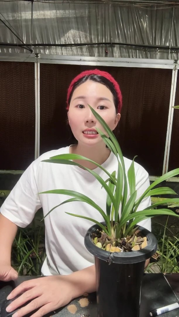 无花朵6苗市长红建兰  兰花
