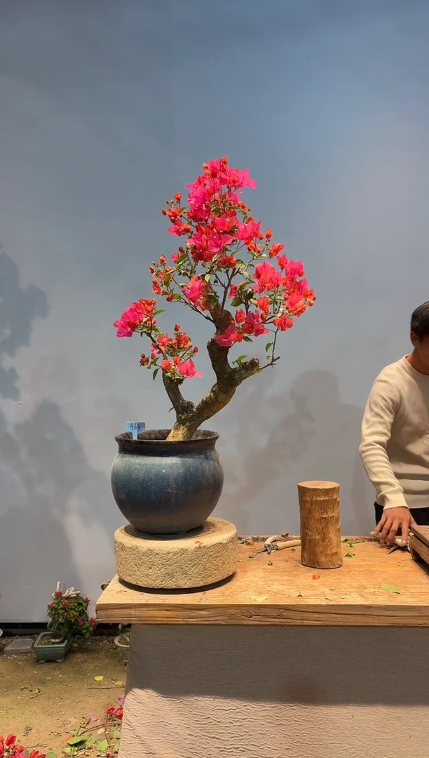 全部花朵福****店三角梅63