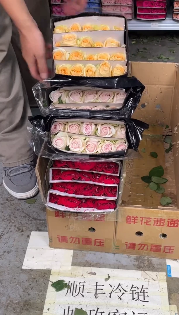 冰上芭蕾20枝+粉红雪山20枝+香槟20枝