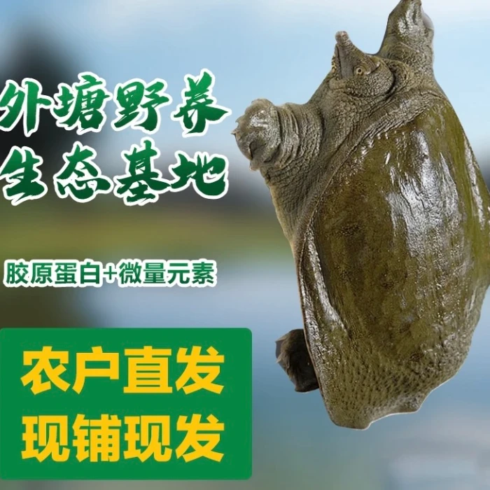 （4只4-5斤）外塘养殖青背甲鱼 滋补生鲜 包邮包活包鲜