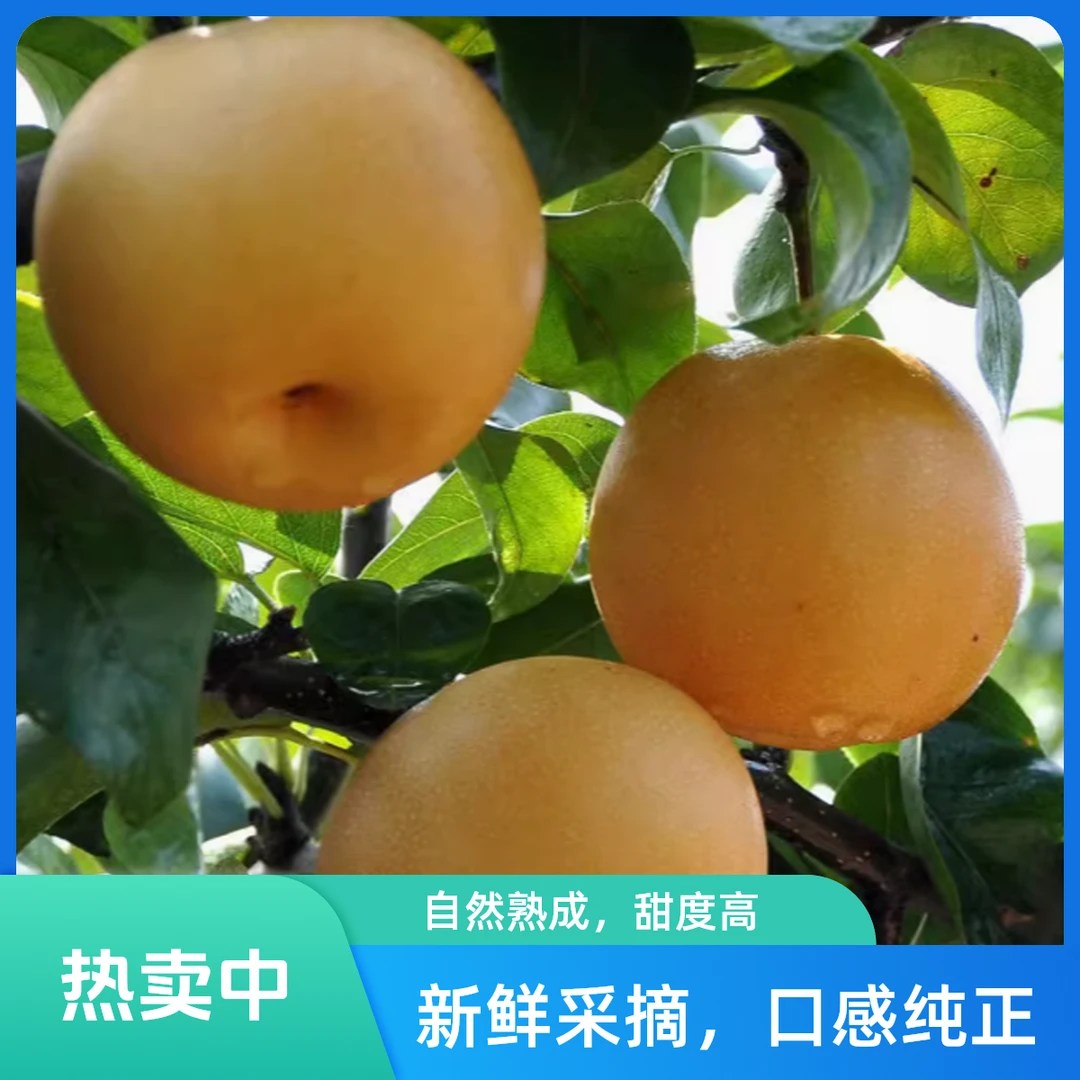 秋月梨 一箱3斤半