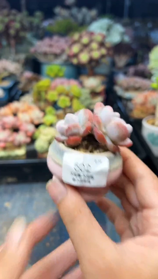 微**琳502           不带盆