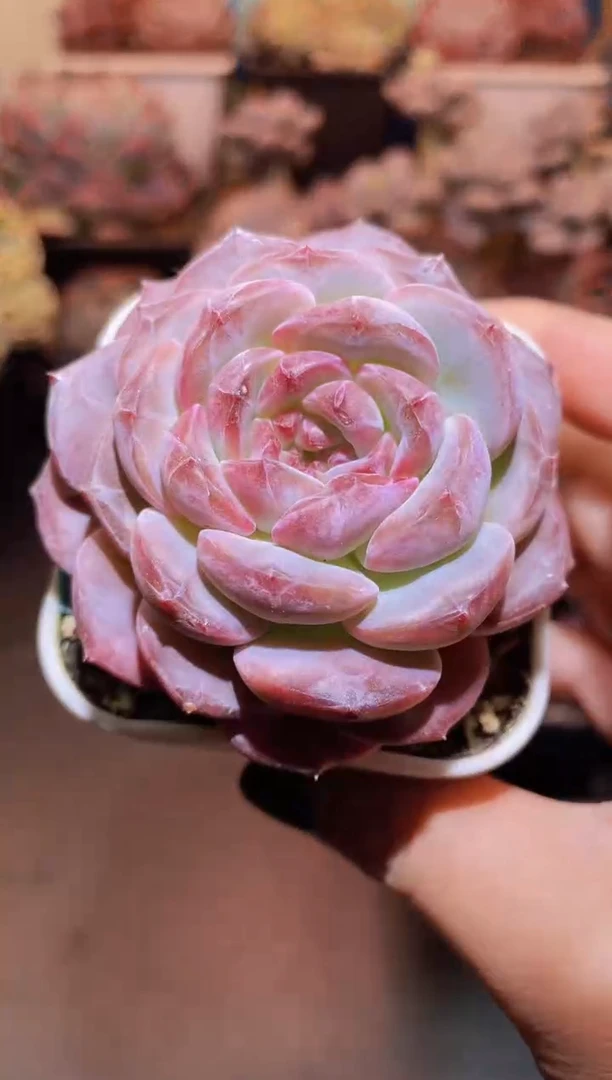 【闪购商品】琥珀母本