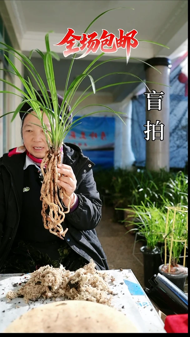 当前无花栽培后可以开花盲拍