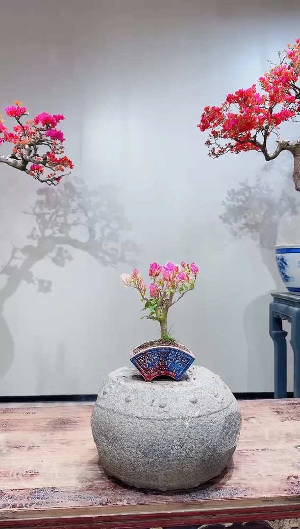 【闪购商品】盆景章红樱