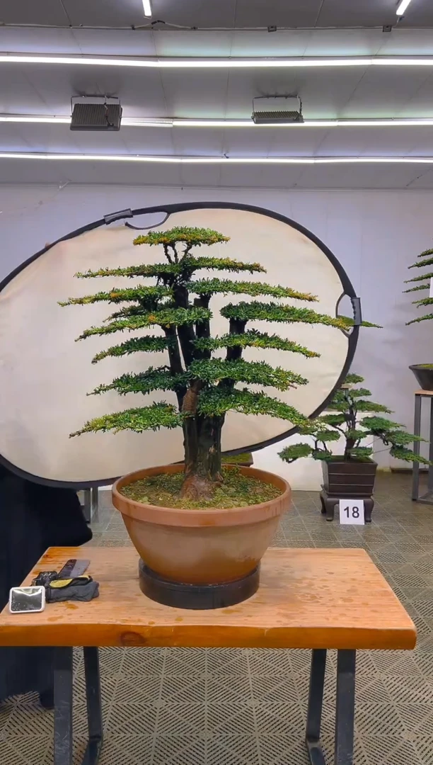 无花朵一物一拍一物一拍