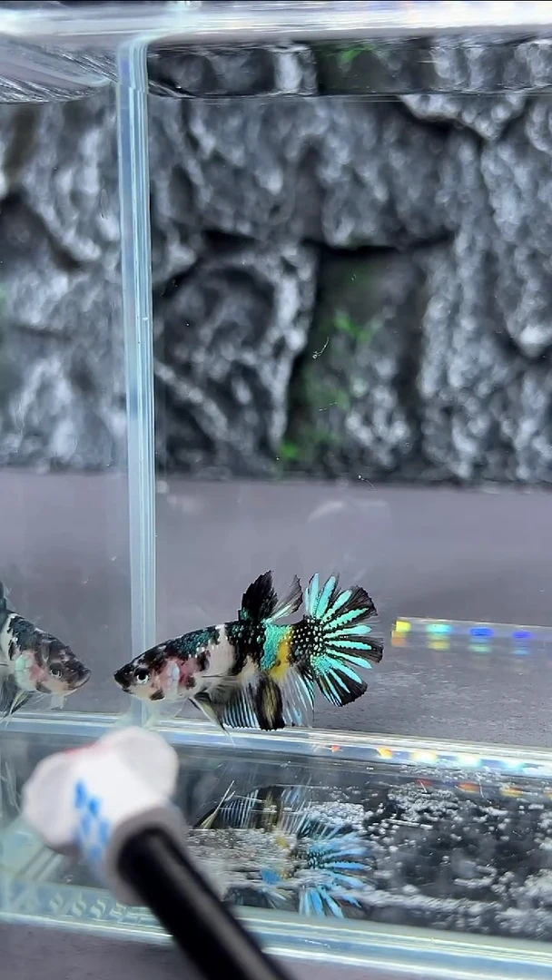 斗鱼竞拍链接A004