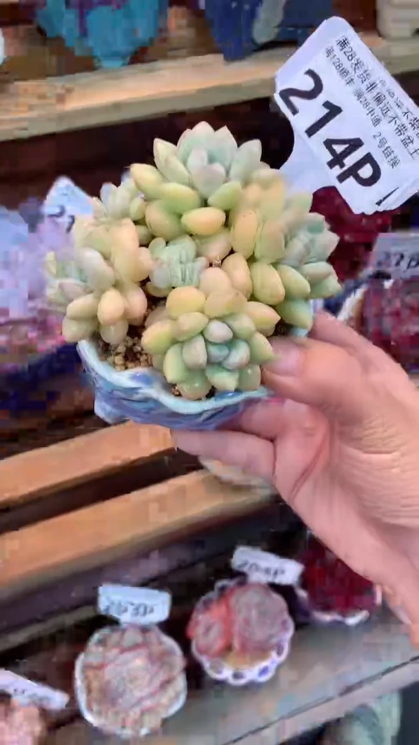 214P泡泡糖（一物一拍实付满28发货，默认不带盆土）