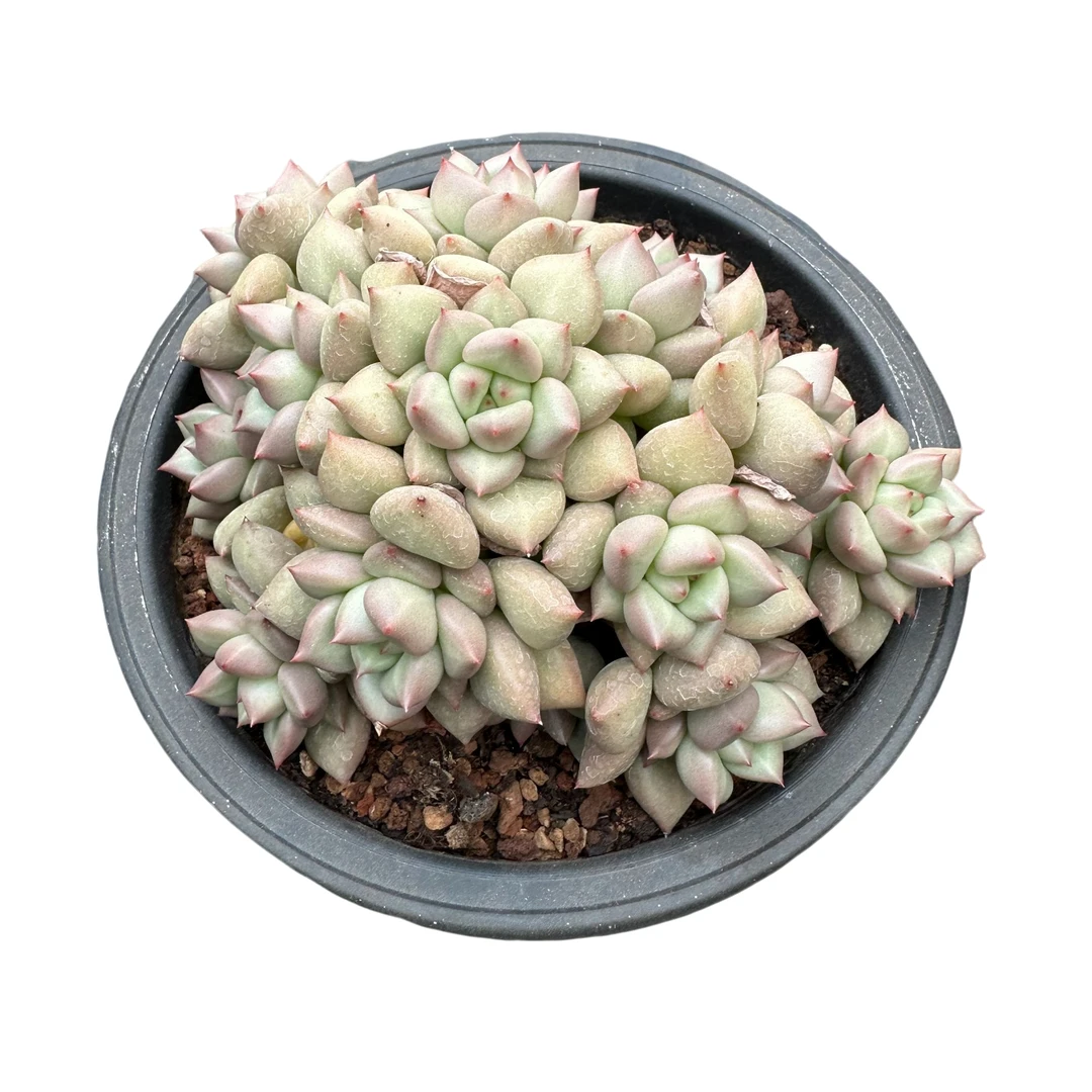 强子精品多肉 韩版象牙群生 多肉植物 精控精养 净化空气美化