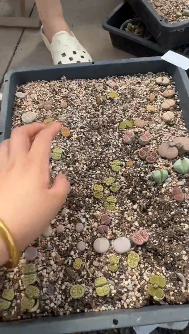 9-99多肉植物肉锥