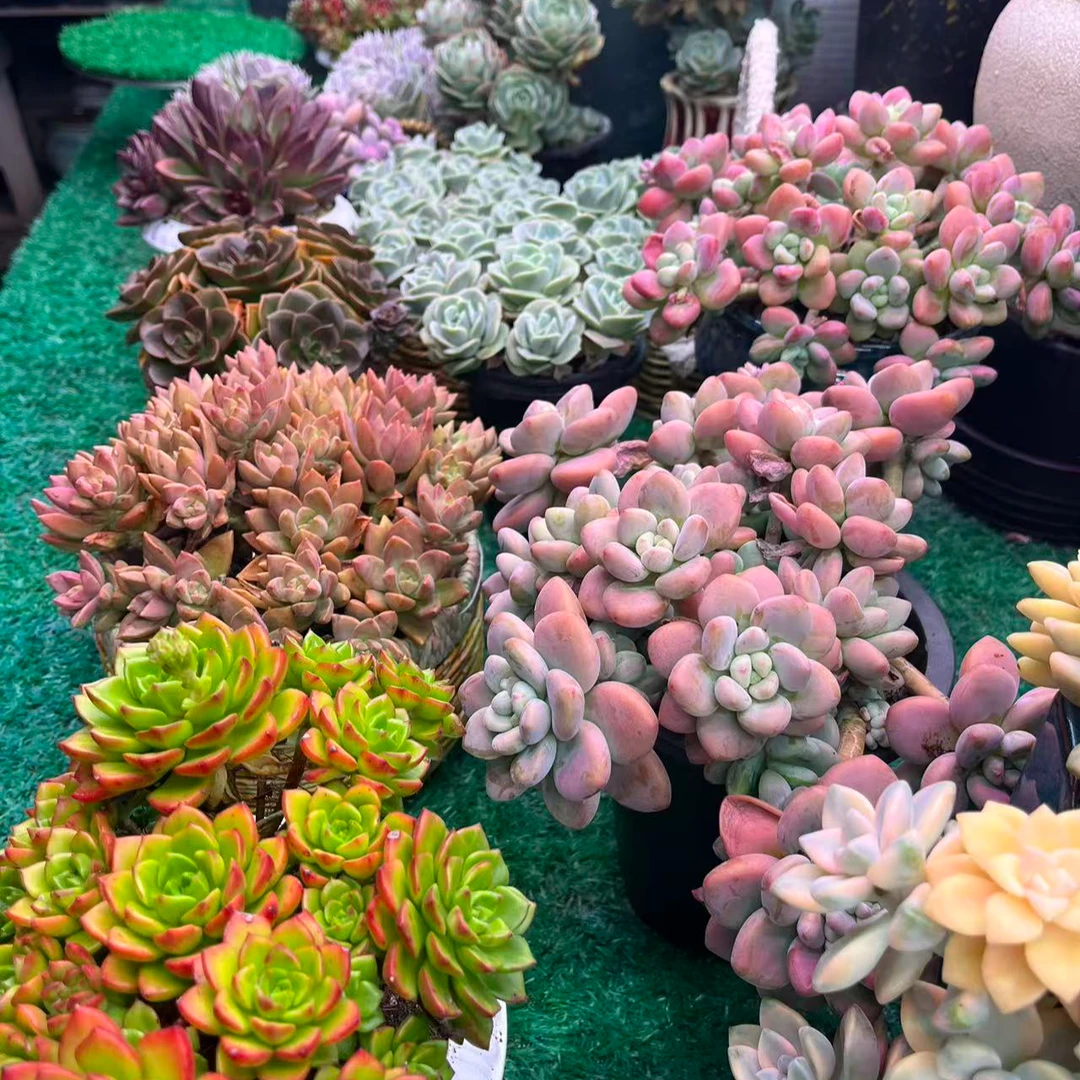 【集合链接】清姐多肉阳台露台植物栽种养护