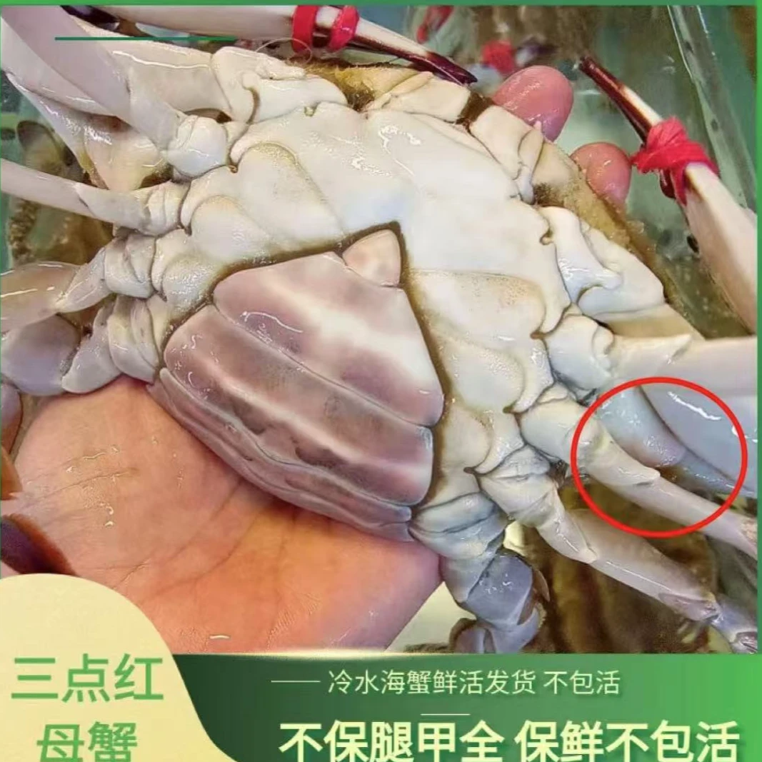 【保鲜不保活】三点红中母蟹3两左右/只2-3斤装不保全腿少量吐水
