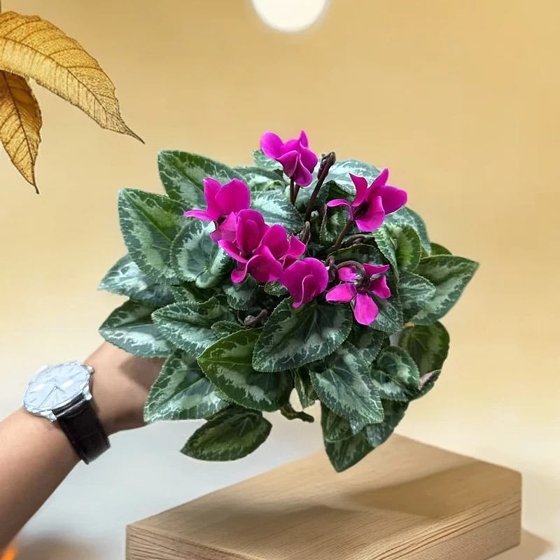 【胖胖】120杯（白盆紫色）一代仙客来带花带花苞发货