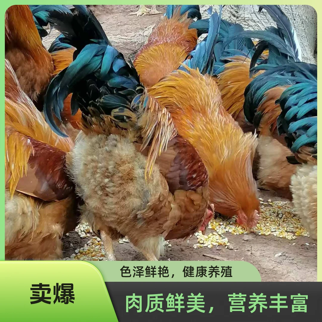 广西农村放养200天土阉鸡，当日现杀，肥瘦可备注