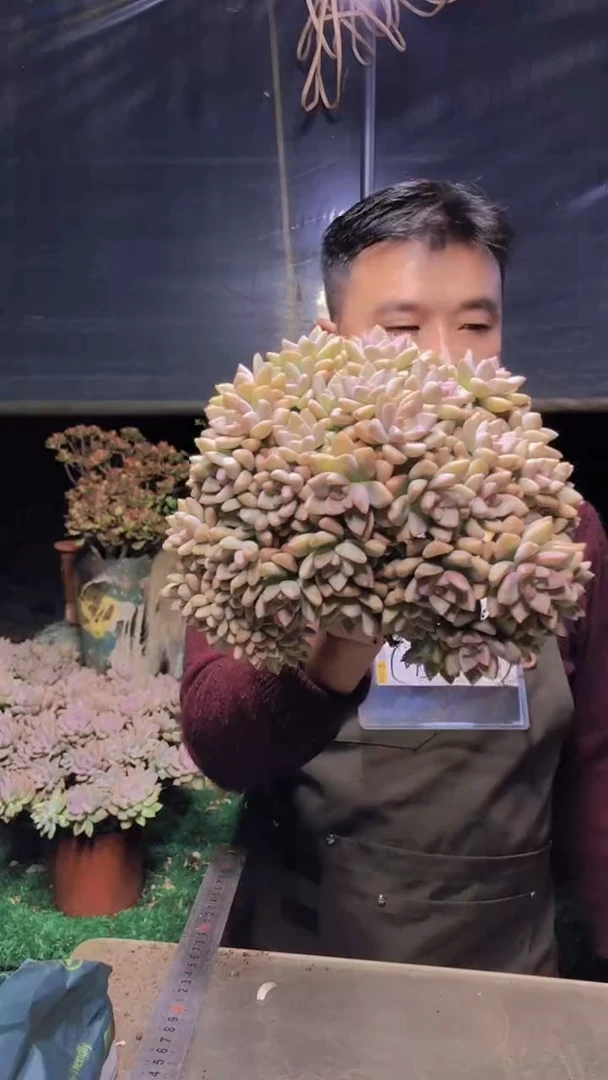 183淡雪缀化一物一拍