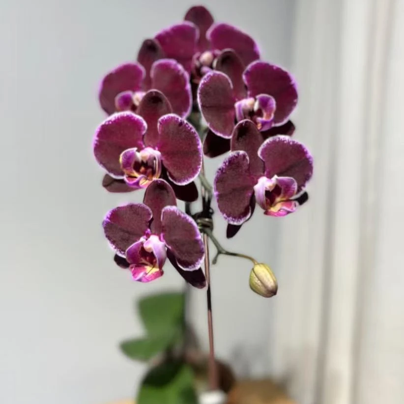 蝴蝶兰单株2025年宵花蝴蝶兰家养（不带花盆！！！）