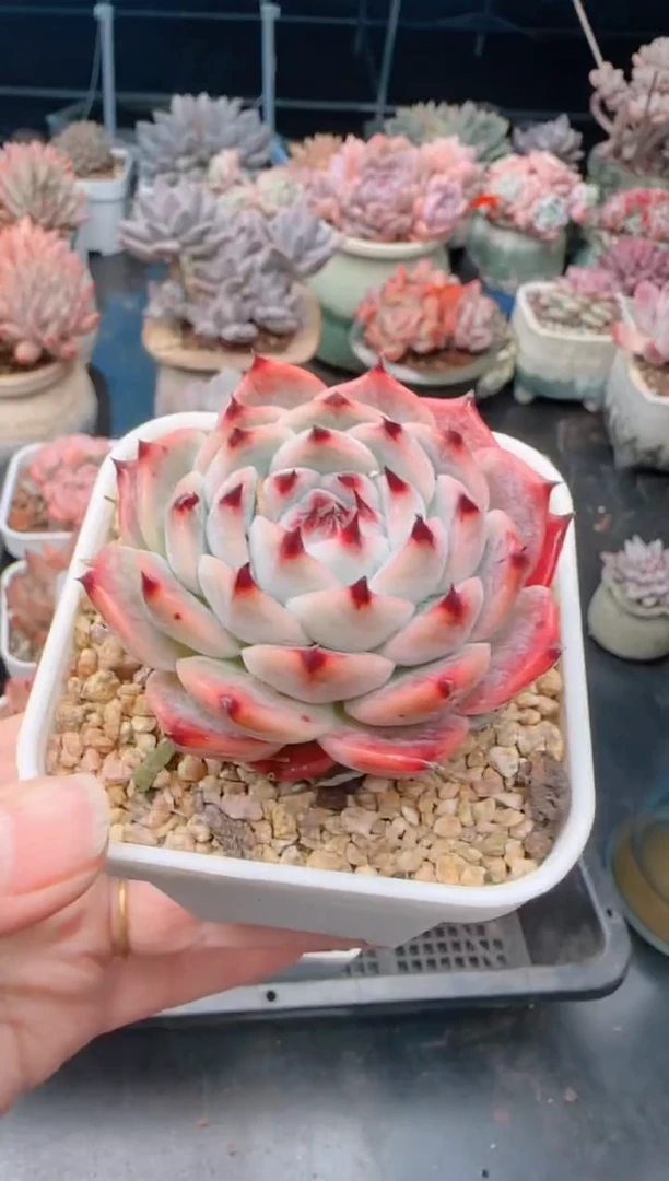 【闪购商品】7060.