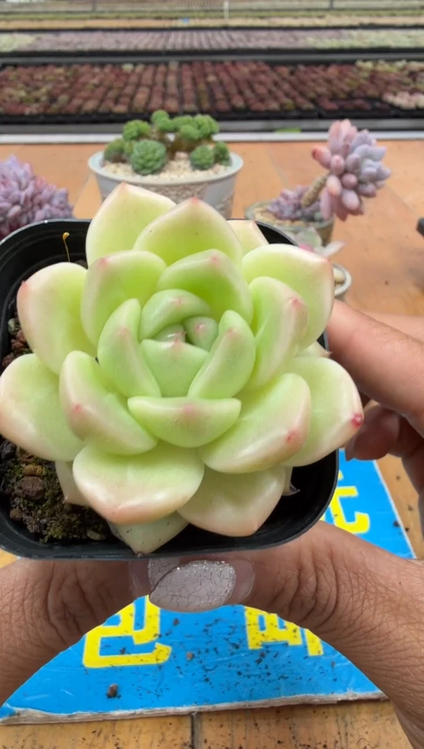 东云多肉园二店-510