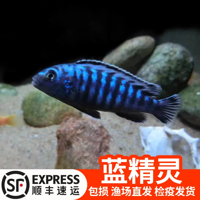 【清缸福利】蓝精灵斑马热带淡水观赏鱼好看好养耐活体自来水可混养